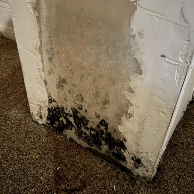 Professional Mold Removal in Crosby County, TX